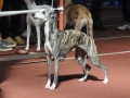 Gella "Haute Couture Romantika" - EXC/2 in champion class